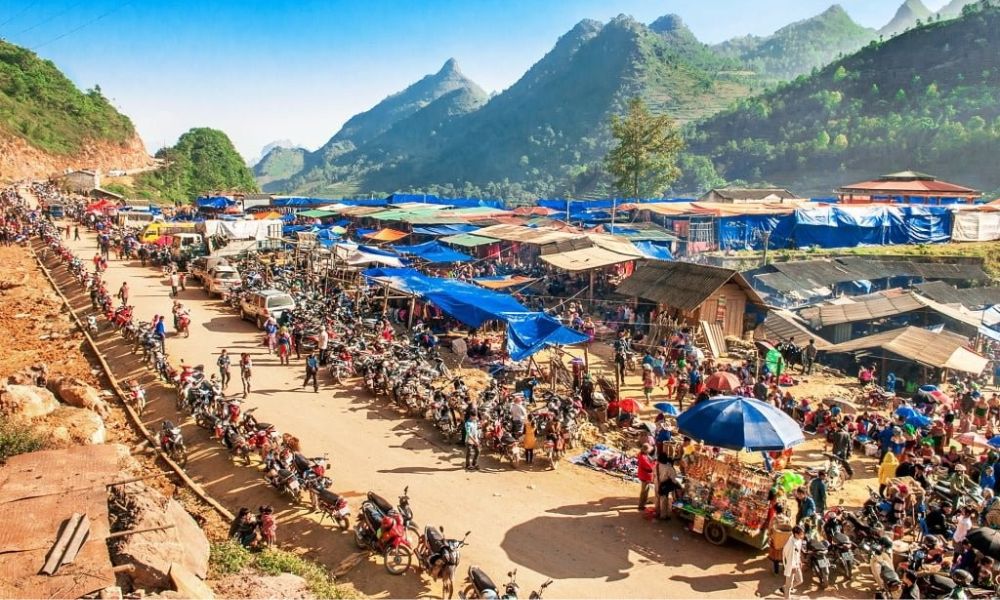 moc chau white mustard flower season